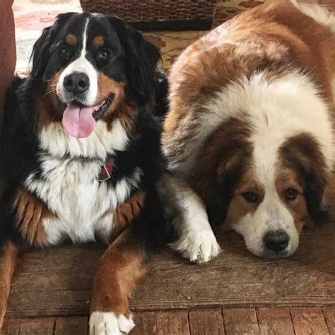 Mum and dad have excellent hip and elbow scores. Great Pyrenees Bernese Mountain Dog Mix | The Dog Digest