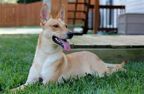 Carolina Dog Breed Characteristic Personality And Care