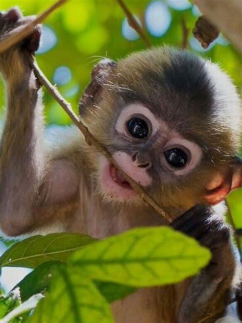 Can I Adopt A Baby Monkey Peepsburghcom