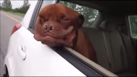Funny Canine Sticking Head Out Of Car Window Dog Fancast