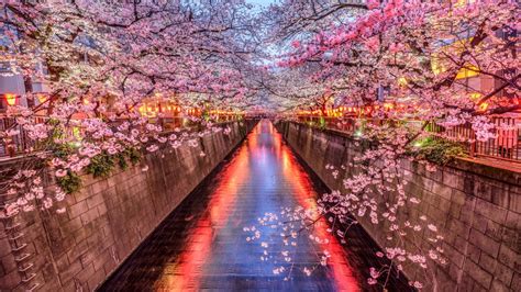 How To See Japans Cherry Blossoms In Escape Com Au
