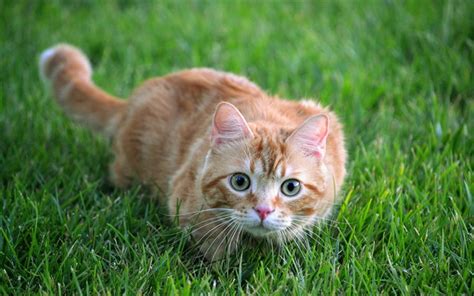 Download Wallpapers Ginger Cat In The Grass Shorthair Cat