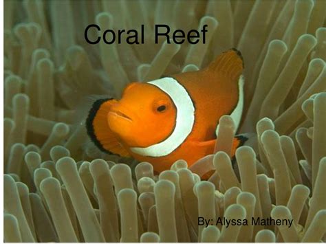 PPT Coral Reef PowerPoint Presentation Free Download ID