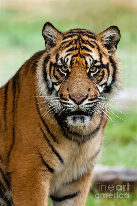 Portrait Of Beautiful Sumatran Tiger Photograph By Sarah Cheriton Jones
