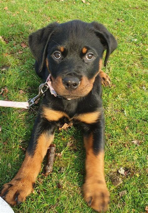 Gorgeous Rottweiler Female Puppy Now Available In New Milton