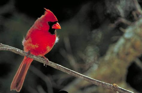 Cardinals Birds Animal Encyclopedia