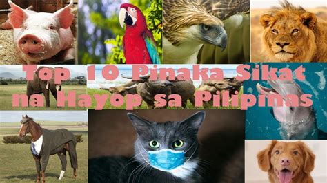 Top 10 Pinaka Sikat Na Hayop Sa Pilipinas YouTube