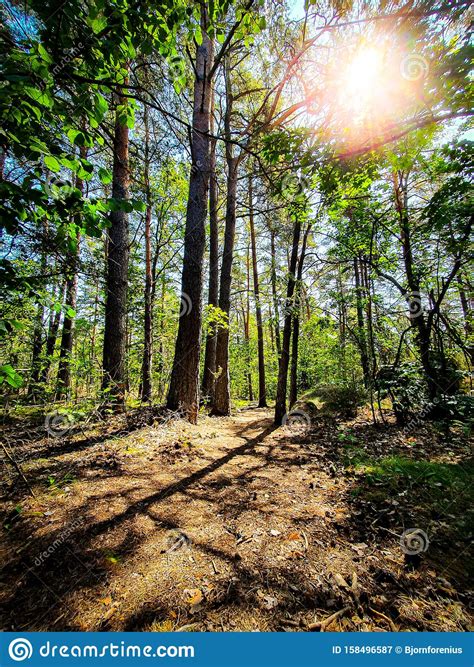 Beautiful Green Forest With Bright Sun Shining Through The Trees Stock