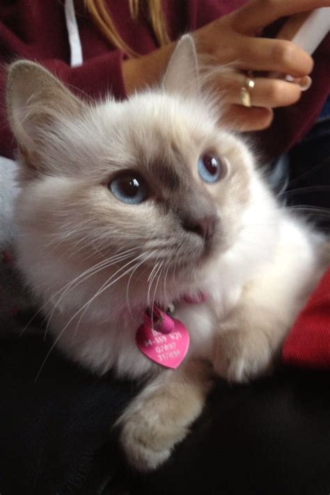 A kitten can be quite expensive because of vaccinations and what not. White & Grey Ragdoll Kitten For Sale | Leigh On Sea, Essex ...