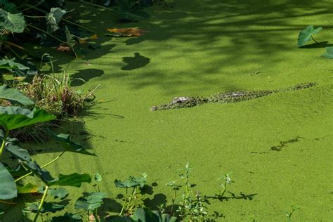 Are There Alligators In North Carolina Stuck On The Go