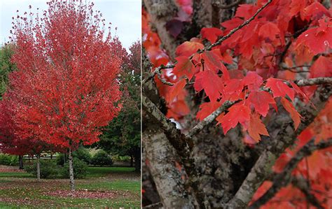 Acer Rubrum Autumn Spire Landscape Plants Oregon State University