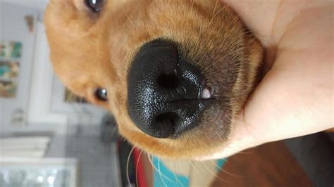 Sore On Nose Golden Retriever Dog Forums