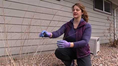 And ornamental grasses make a nice backdrop. How to Prune Russian Sage in Spring - YouTube