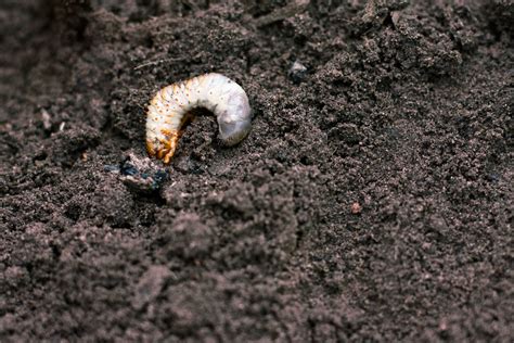 How To Prevent And Deal With Lawn Grubs