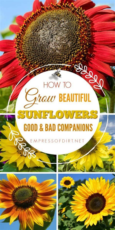 How To Grow Sunflowers And What To Avoid Growing Sunflowers