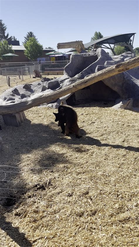 Two Bear Cubs Wrestling At Bear World