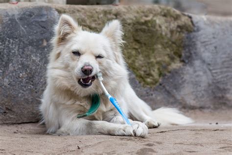 Buy a dog toothbrush and toothpaste. Dog Hygiene Tips: 4 Easy Ways to Keep Your Dog's Teeth Clean