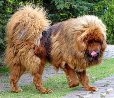 Largest Dog Breeds In The World Worlds Tallest Heaviest Dog Giant Dogs