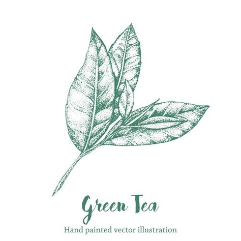 Green Tea Leaf Vector Illustration Floral Branch Organic Hand Drawing