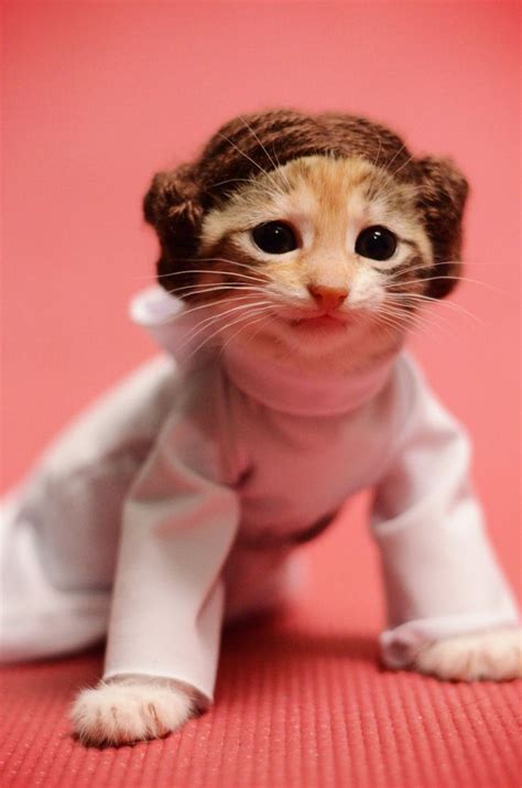8 Best Images About Cat Dress Up On Pinterest Cats