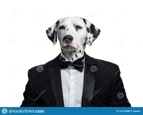 Portrait Of Dogs In A Business Suit Stock Image Image Of Beautiful