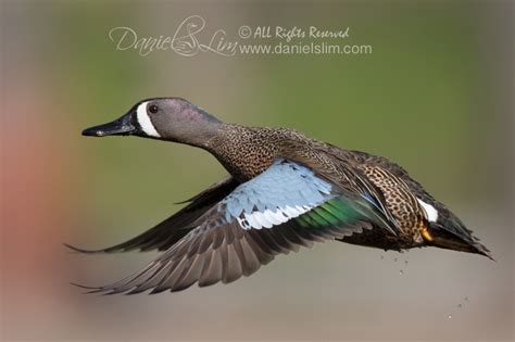 Duck Nature Wildlife Macro And Bird Photography By Daniel S Lim