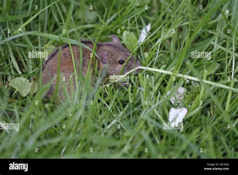 Striped Field Mouse Stock Photo Alamy