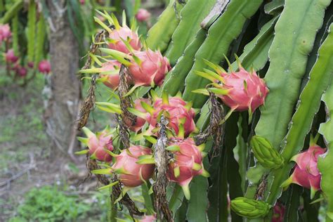 How to grow dragon fruit at your backyard