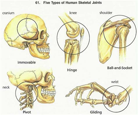 Joints In Human Body Human Body Lesson Plans Joint