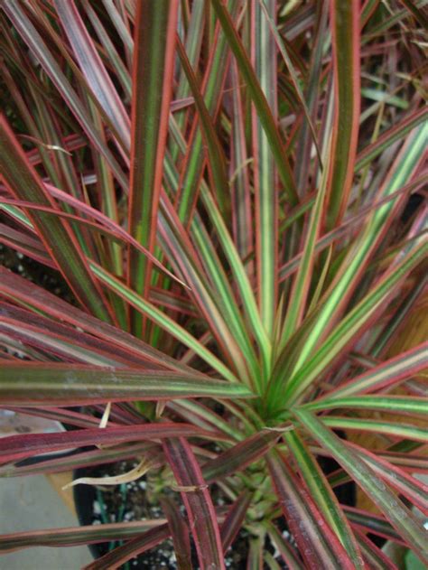 During the summer months you can mist the leaves with water. red-edged dracaena - Google Search | House Plants | Plants, Calathea plant, House plants