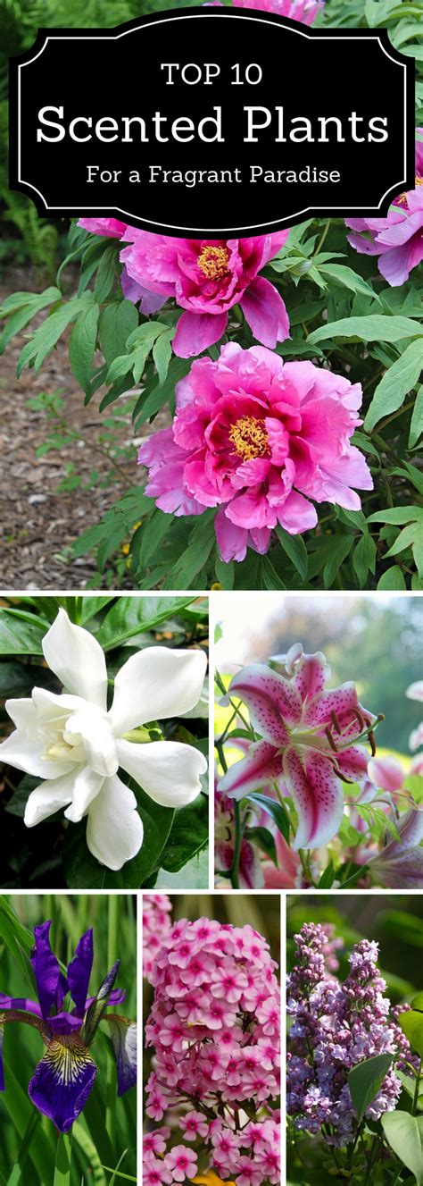 top 10 scented plants that will make your garden a fragrant paradise summer flowers garden