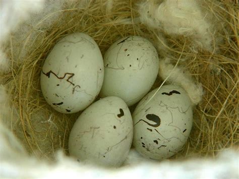 Oriole Nest And Eggs South Nest42 Eggs Nest Bird Eggs