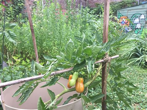 70 Of This San Marzano Tomatos First Fruits Had Ber I Applied Fish