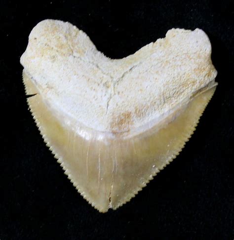 Nice Squalicorax Crow Shark Fossil Tooth For Sale 19287