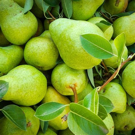 Types Of Pears List