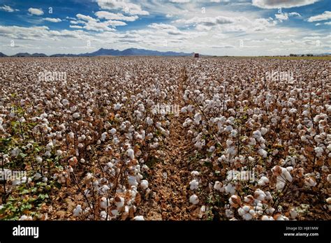 Cotton Harvest Farming Marana Arizona Stock Photo Alamy