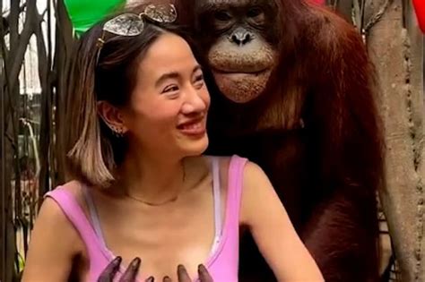 Notorious Orangutan Gropes Young Womans Breasts And Gives Kisses On