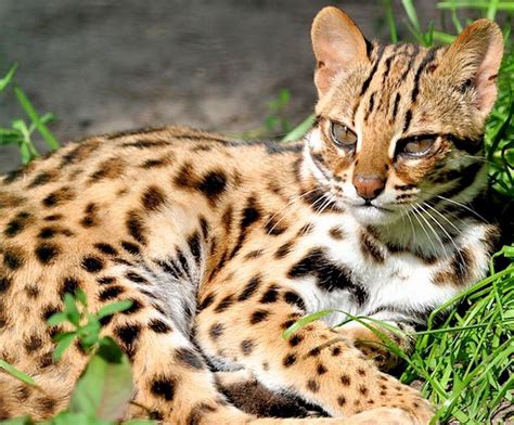 9 Small Leopard Like Cat Women Dresses