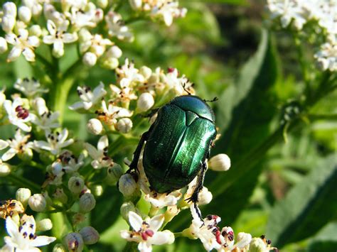 The Shiny Metallic Green Beetle What Is It The Bug Agenda