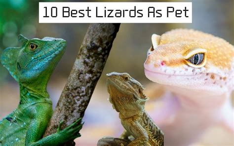 10 Best Lizards As A Pet The Barnyard Supply Co