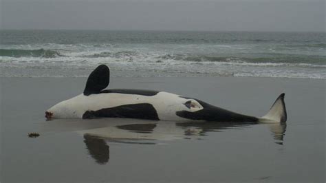Dead Orca Found With Extremely High Levels Of Pcbs Says New Research