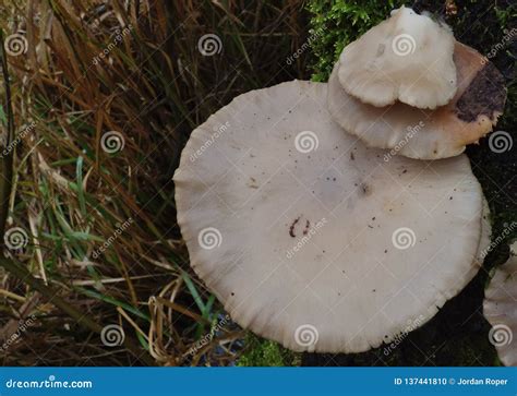 Big White Mushroom Uk Stock Photo Image Of Bright 137441810