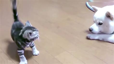 Funny Pets Dog Meeting Kitten For The First Time Hd Funny Pets