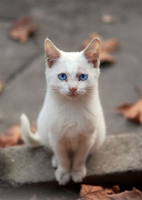 White Cat With Gorgeous Blue Eyes Pretty Cats Beautiful Cats Cute Cats