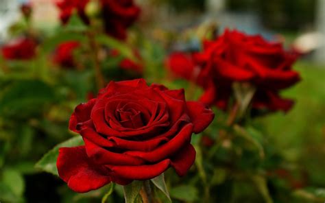 природа цветы красные роса подборки Обои на рабочий стол Mirowo