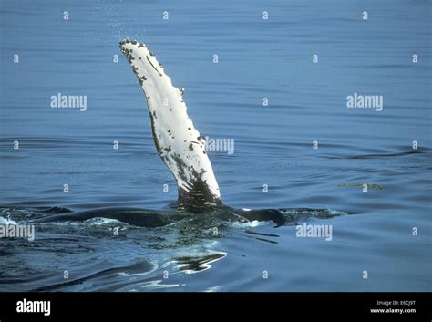 Humpback Whale Megaptera Novaeangliae Stock Photo Alamy