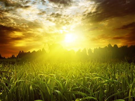 Wallpaper Grass Sunshine Sunrise Glare Morning 2560x1920 Hd Picture