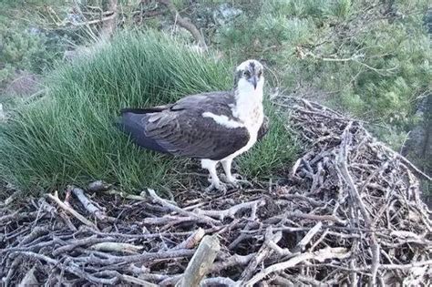 Arrival Of First Osprey At Loch Of The Lowes Nest In Perthshire Daily Record