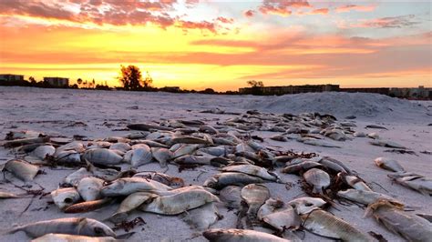 Thousands Of Dead Fish Eels Wash Up On Siesta Key Beach As Red Tide Crisis Continues Wtsp Com
