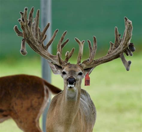 M3 Whitetails Dmp Bucks Stockers Bucks Breeder Bucks Deer